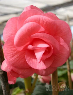 Menu Double Begonia Collection -Cheap Garden Twist Store 71101 pink double begonia