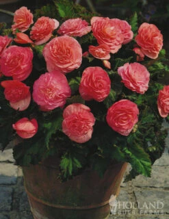 Menu Double Begonia Collection -Cheap Garden Twist Store 71101 pink double begonia 3