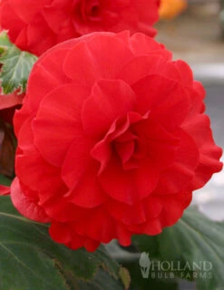 Menu Red Double Begonia
