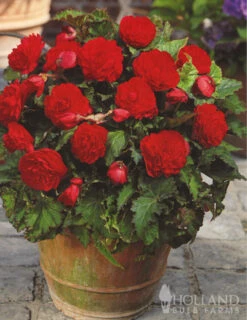 Menu Double Begonia Collection -Cheap Garden Twist Store 71102 red double begonia 3 1
