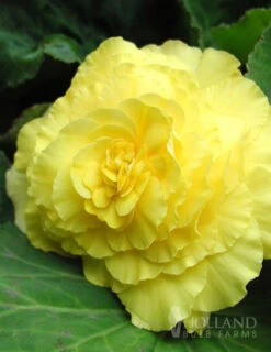 Menu Yellow Double Begonia
