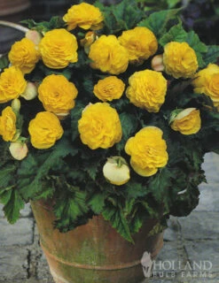 Menu Yellow Double Begonia 7 Menu Yellow Double Begonia -Cheap Garden Twist Store 71103 yellow double begonia 3 1