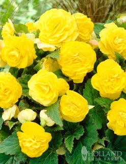 Menu Golden Glory Shade Garden Collection -Cheap Garden Twist Store 71103 yellow double begonia 4