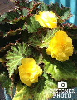 Menu Yellow Double Begonia 9 Menu Yellow Double Begonia -Cheap Garden Twist Store 71103 yellow double begonia 5 1
