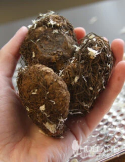 Menu Peppy Shade Garden Collection -Cheap Garden Twist Store 71104 orange double begonia 2 1