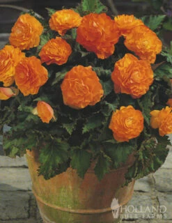 Menu Peppy Shade Garden Collection -Cheap Garden Twist Store 71104 orange double begonia 3 1