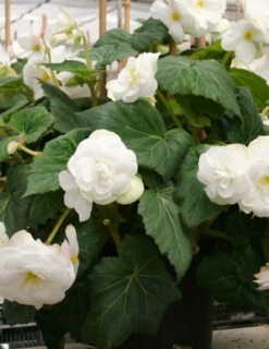 Menu Golden Glory Shade Garden Collection -Cheap Garden Twist Store 71105 white double begonia 3 2