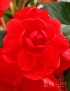 Menu Blazing Scarlet Shade Planter Collection 17 Menu Blazing Scarlet Shade Planter Collection -Cheap Garden Twist Store 71106 scarlet double begonia 1