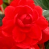 Menu Scarlet Double Begonia