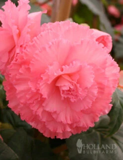 Menu Ruffled Begonia Collection -Cheap Garden Twist Store 71107 ruffled pink begonia 1