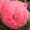 Menu Ruffled Pink Begonia