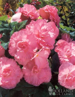 Menu Ruffled Pink Begonia -Cheap Garden Twist Store 71107 ruffled pink begonia 2