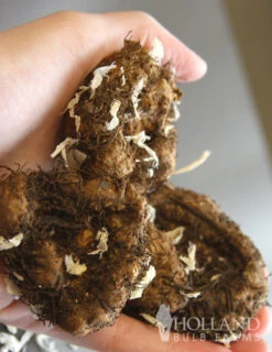 Menu Ruffled Pink Begonia -Cheap Garden Twist Store 71107 ruffled pink begonia 3