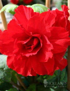 Menu Ruffled Begonia Collection -Cheap Garden Twist Store 71108 ruffled red begonia 1