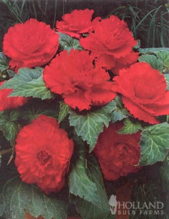 Menu Ruffled Begonia Collection -Cheap Garden Twist Store 71108 ruffled red begonia 2 1