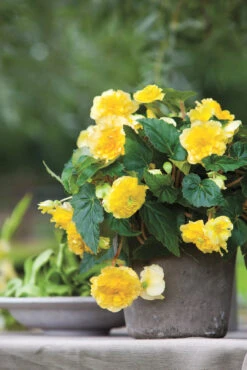 Menu Ruffled Yellow Begonia -Cheap Garden Twist Store 71110