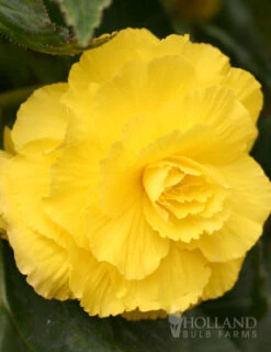 Menu Ruffled Begonia Collection -Cheap Garden Twist Store 71110 ruffled yellow begonia 1