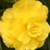 Menu Ruffled Yellow Begonia