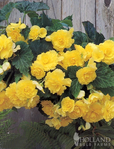 Menu Yellow Hanging Basket Begonias 2 Menu Yellow Hanging Basket Begonias - Image 2