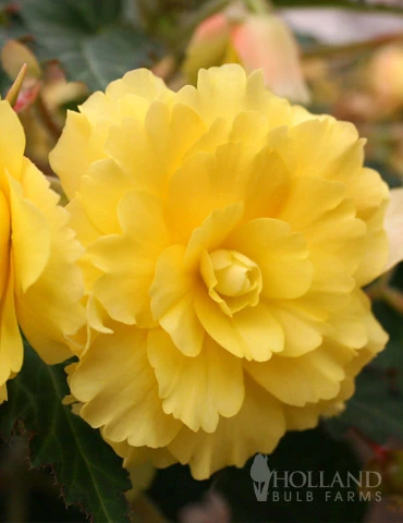 Menu Yellow Hanging Basket Begonias 1 Menu Yellow Hanging Basket Begonias