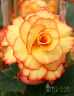 Menu Picotee Begonia Collection -Cheap Garden Twist Store 71119 apricot and scarlet sunburst picotee begonia 1