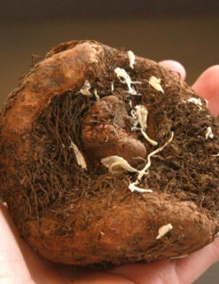 Menu Ferns & Begonias Collection -Cheap Garden Twist Store 71119 apricot and scarlet sunburst picotee begonia 3 2