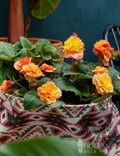 Menu Picotee Begonia Collection -Cheap Garden Twist Store 71119 apricot scarlet picotee begonia 2 1