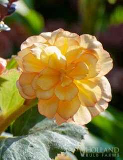 Menu Apricot & Scarlet Sunburst Picotee Begonia -Cheap Garden Twist Store 71119 apricot scarlet picotee begonia
