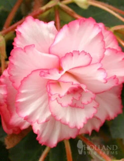 Menu Picotee Begonia Collection -Cheap Garden Twist Store 71120 white and red picotee begonia 1