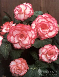 Menu Picotee Begonia Collection -Cheap Garden Twist Store 71120 white and red picotee begonia 3 1