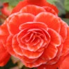 Menu Salmon Lace Picotee Begonia