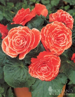 Menu Picotee Begonia Collection -Cheap Garden Twist Store 71121 salmon lace picotee begonia 2