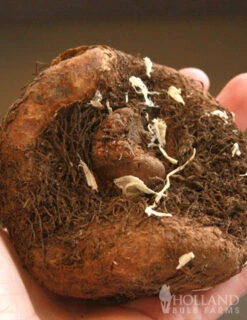 Menu Salmon Lace Picotee Begonia -Cheap Garden Twist Store 71121 salmon lace picotee begonia 3