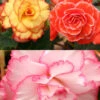 Menu Picotee Begonia Collection