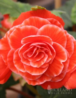 Menu Picotee Begonia Collection -Cheap Garden Twist Store 71123 picotee begonia 5