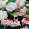 Menu Angelique Begonia