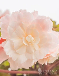 Menu Angelique Begonia -Cheap Garden Twist Store 71129 angelique begonia 4