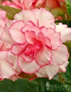 Menu Twilight And Light Shade Garden Collection -Cheap Garden Twist Store 71134 bouton de rose double begonia 2 1