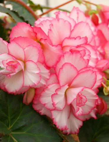 Menu Bouton De Rose Double Begonia 1 Menu Bouton De Rose Double Begonia