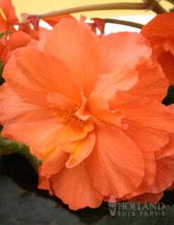 Menu Orange Hanging Basket Begonias