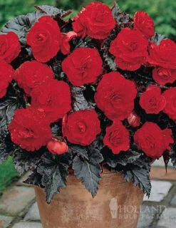 Menu Dark Leaf Red Begonia