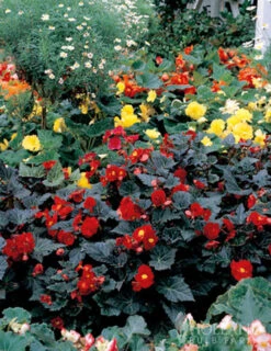 Menu Dark Leaf Red Begonia -Cheap Garden Twist Store 71137 dark leaf red begonia 3