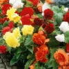 Menu Mixed Double Begonias Value Bag