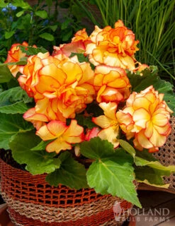 Menu Mixed Picotee Begonias -Cheap Garden Twist Store 71140 mixed picotee begonias 2