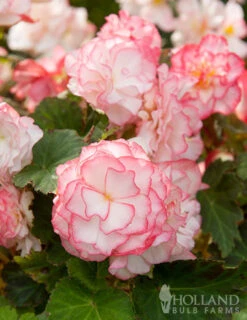 Menu Mixed Picotee Begonias -Cheap Garden Twist Store 71140 mixed picotee begonias 3