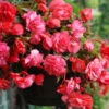 Menu Pink Hanging Basket Begonia