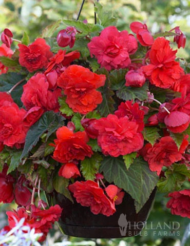 Menu Red Hanging Basket Begonia 2 Menu Red Hanging Basket Begonia - Image 2
