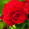 Menu Red Hanging Basket Begonia