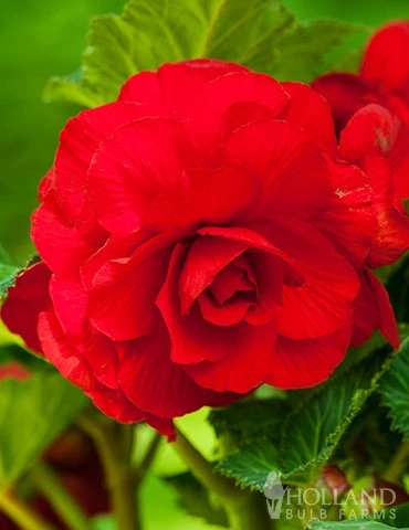 Menu Red Hanging Basket Begonia 1 Menu Red Hanging Basket Begonia