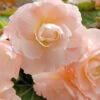 Menu Pink Blush Scentiment Begonia